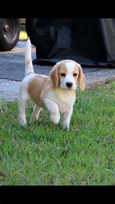 Pin By Mollie Wickless On Etc Cute Beagles Beagle Puppy Dog Breeds