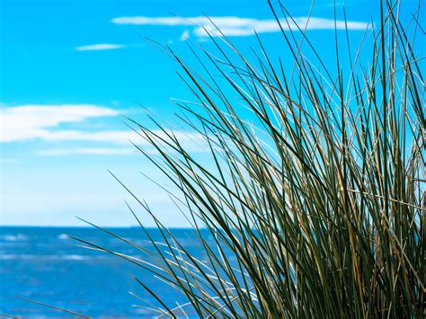 Gambar : pantai, pemandangan, pohon, air, alam, cabang ...