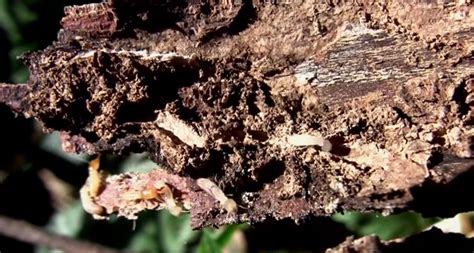 The pest control service agreement has space to write all the information your customer needs to know concerning the services your company will provide and how often. Wood Destroying Organism Inspection - Termites | Termite ...