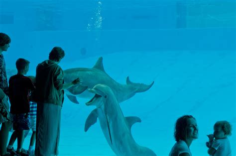 1007children Watching Dolphin Exhibit Texas State Aquarium