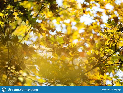 Beautiful Autumn Maple Leaves In Sunlight Autumn Forest Natural