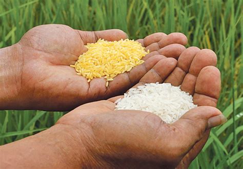 Ph Becomes First Country To Approve Golden Rice For Commercial Production