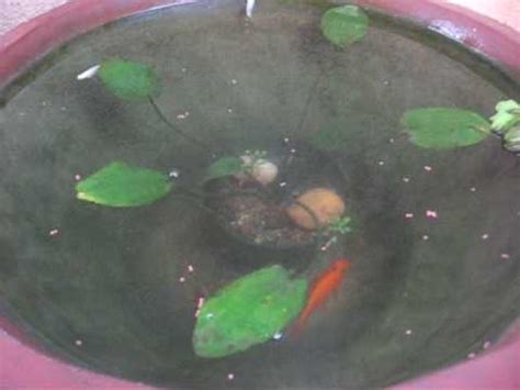 This will include frequently asked questions. Fish Pond in a Pot - YouTube