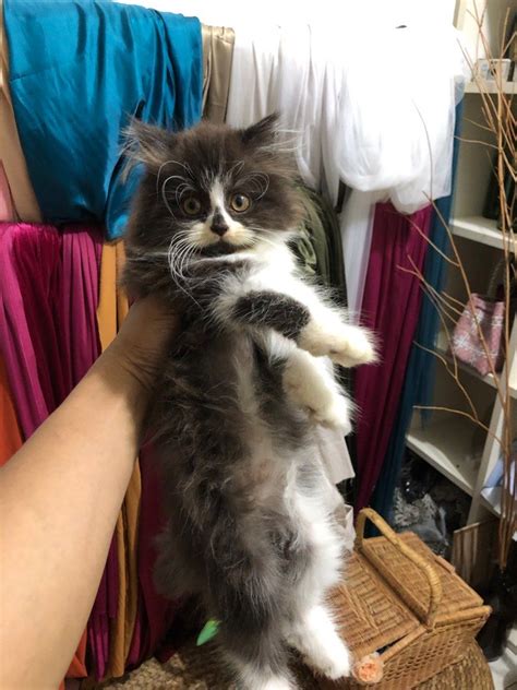 Kucing Kitten Persia X Ragdoll Betina On Carousell