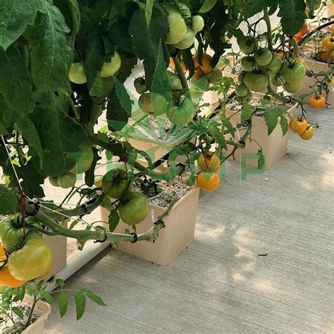 Hydroponic Dutch Bucket Systems For Tomatoes Thump