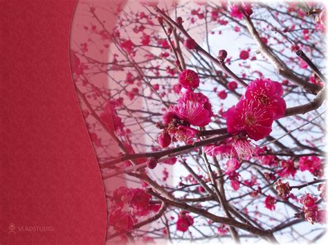 Fotos tumblr de paisagens wallpapers paisagens flor de cerejeira pintura paisagem asiática papel de parede de outono viagem ao japão paisagem japonesa cenário para vídeos paisagens. Papel de Parede Japão - Sakura Wallpaper para Download no ...