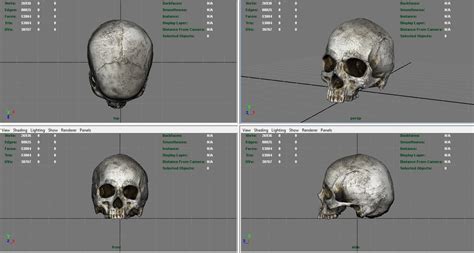 3d Model Realistic Skull Vr Ar Low Poly Cgtrader