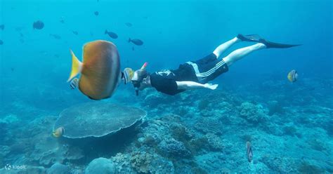 Snorkeling Di Nusa Penida Klook Indonesia