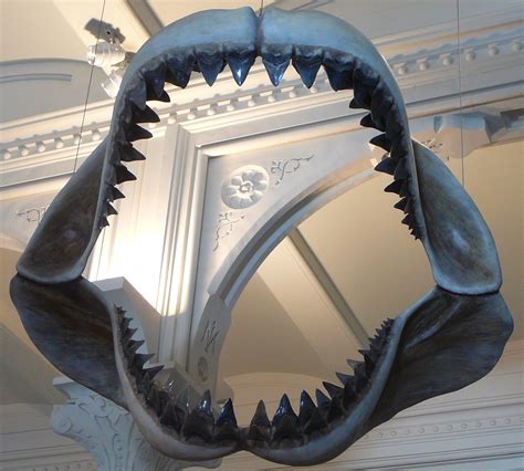 Filemegalodon Shark Jaws Museum Of Natural History 068 Wikipedia
