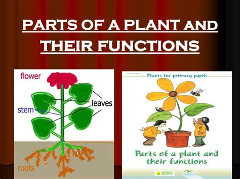 Parts Of Plants And Their Functions Plant Ideas