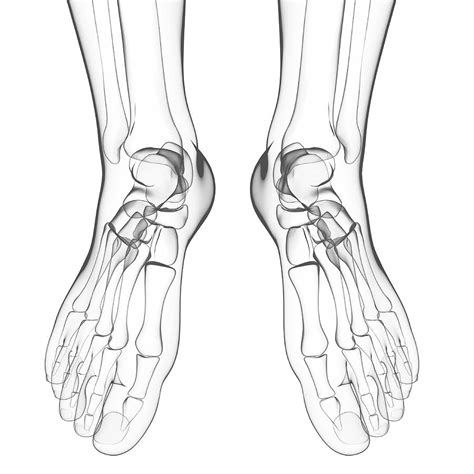 Human Foot Bones Photograph By Pixologicstudioscience Photo Library