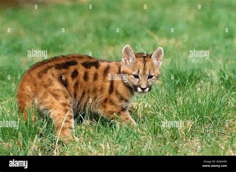 Cougar Puma Concolor Fotografías E Imágenes De Alta Resolución Alamy