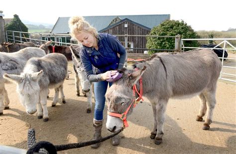 Care And Welfare Isle Of Wight Donkey Sanctuary