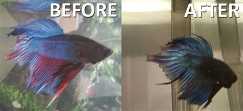Fin rot is usually caused by if your betta fish is in poor health, they are highly susceptible to fin rot due to their long delicate finnage. Find Out How to Prevent The Betta Fish Diseases