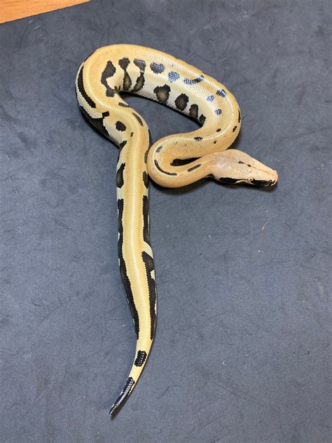 Goldeneye Het T Albino Blood Python By Danner Constrictors Morphmarket