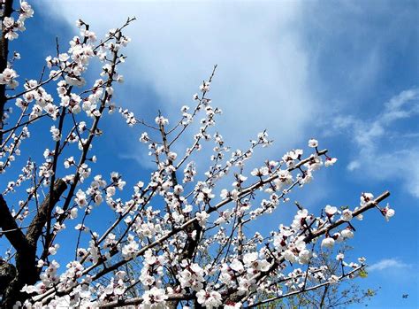 Colorful apricot blossom tree in the spring sunny day. Apricot Tree In Bloom Photograph by Will Borden