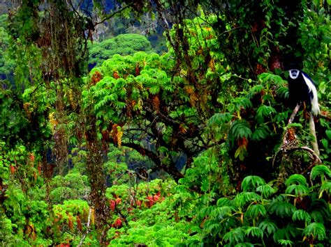 East African Montane Forests One Earth