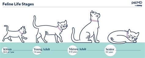 How Long Do Cats Live Petmd