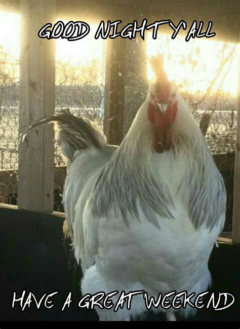 Instead of just growing vegetables, having an orchard, or raising. Coronation Sussex Rooster | Small farm, Rooster, Homestead ...
