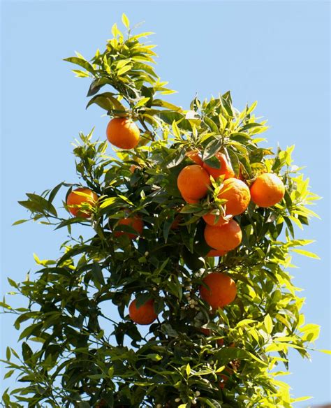 Orange Tree Planting Pruning Care Diseases Pests And