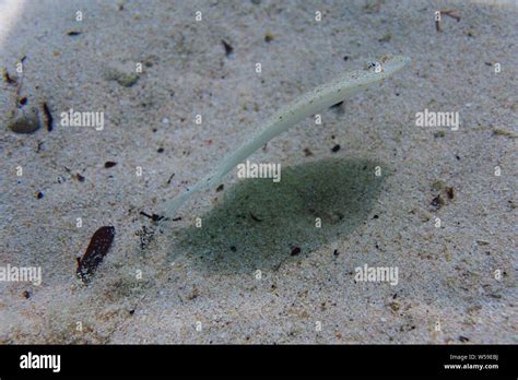 A Startled Eyed Flounder Bothus Ocellatus Takes Off In The Shallows