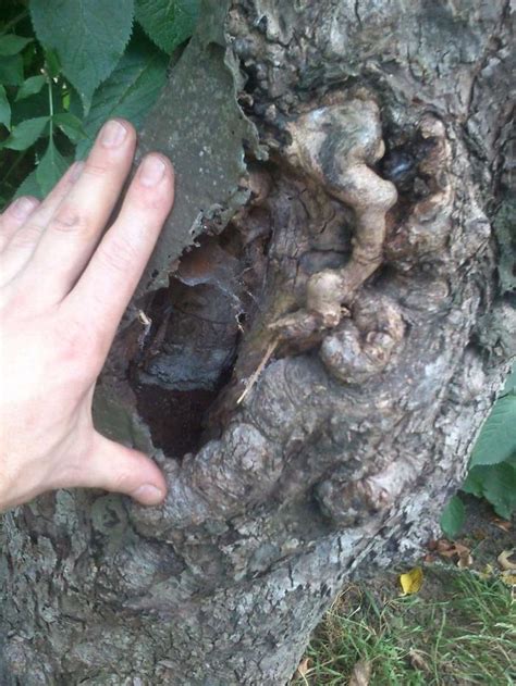 Shoe has a tongue, but never talks. Fill hole in tree stump? What is this on the branches ...