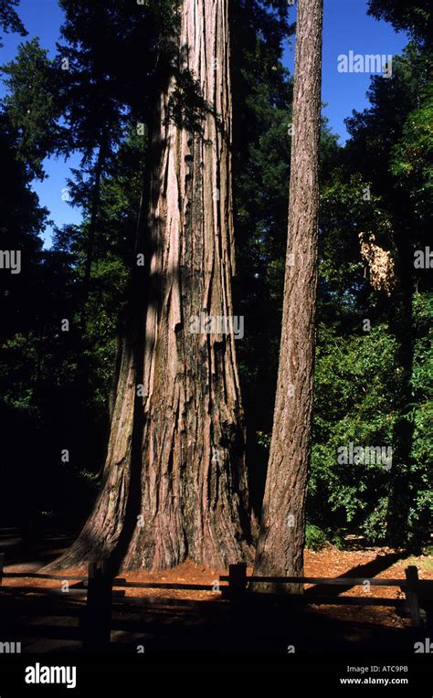 Coast Redwood Tree Sequoia Sempervirens Big Basin Redwoods Santa Cruz