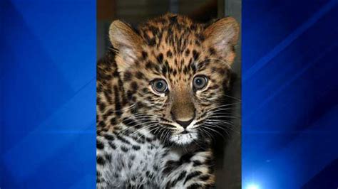 Photos Brookfield Zoo Welcomes Amur Leopard Cub