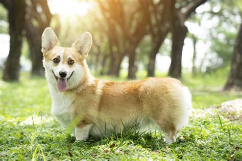 Corgi Dog On The Grass In Summer Sunny Day Stock Photo Image Of