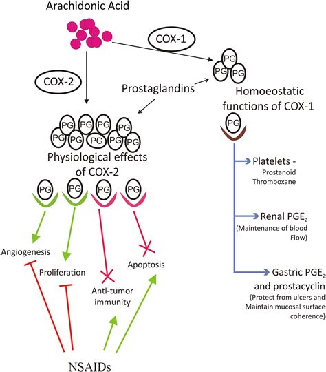 Frontiers Role Of Modulator Of Inflammation Cyclooxygenase 2 In