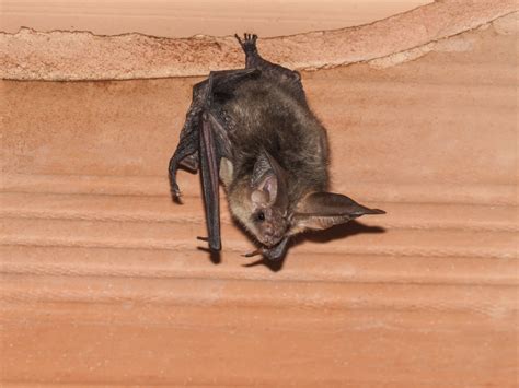 If not, run an extension cord upstairs to your attic and turn on floodlights or work lights, in an area away from flammable material. How Do U Get Rid Of Bats In The Attic - Image Balcony and ...
