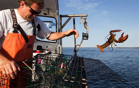 Claws Out Race For Best Spots Kicks Off Lobster Season In Nova Scotia