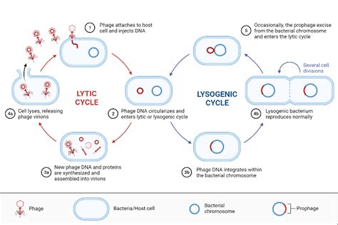 Lytic And Lysogenic Cycle Biorender Science Templates