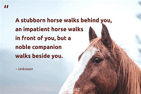 45 Horse Quotes Inspiring Freedom And Companionship 2024