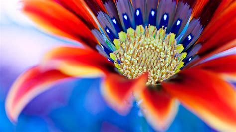 Scarica meravigliose immagini gratuite su fiori. Sfondi Fiori (44+ immagini)