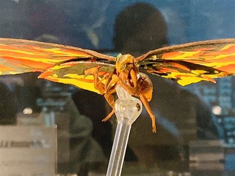 When these ancient superspecies—thought to be ancient myths—leave the very fate of humanity hanging in. S.H. MonsterArts Reveals Godzilla, Rodan, Mothra & King Ghidorah Figures! - Godzilla Movie News