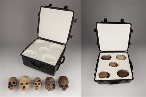Human Origins Traveling Exhibit Skulls Smithsonian Exhibits