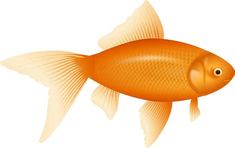 Goldfish Png Transparent Image Download Size 1973x1243px