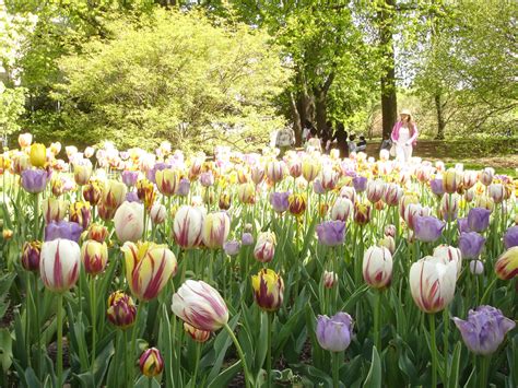 Visit Nycs Most Beautiful Spring Gardens Nybg And Bbg Beautifulnow
