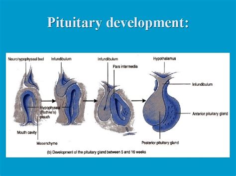 Pituitary Gland Pituitary Development The Master Gland N