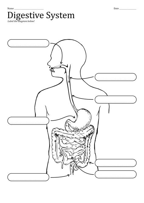 11 Unlabeled Digestive System Diagram Worksheet Free Pdf At