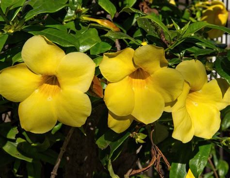 8 flores nativas para você ter no seu jardim Blog DecorDiario