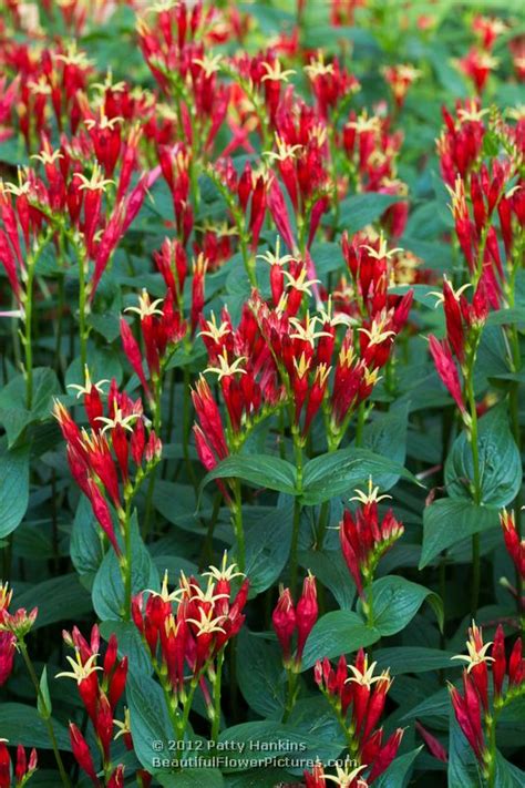 Check spelling or type a new query. Indian Pink - Spigelia marilandica :: Beautiful Flower ...