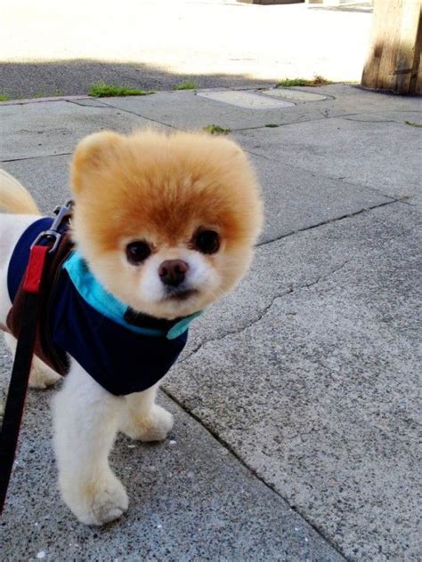 Boo The Worlds Cutest Dog Perro Boo Perros Bonitos