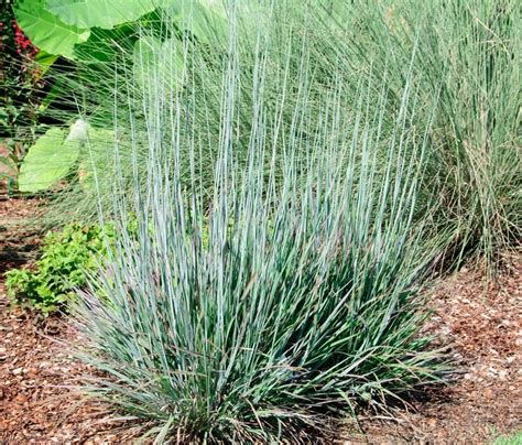 Back to results page ← schizachyrium scoparium 'prairie blues' schizachyrium scoparium 'the blues' →. Schizachyrium scoparium 'Standing Ovation' | Little ...