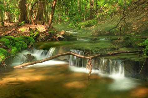 Free Picture Water Wood Nature Leaf River Forest Landscape Tree