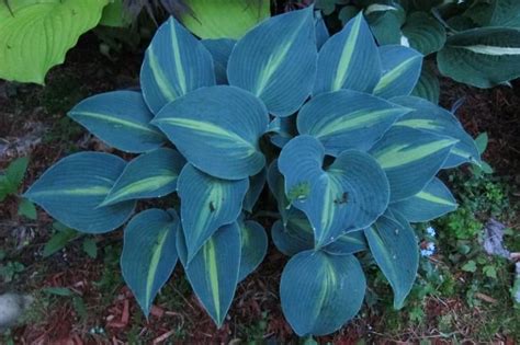 Some Blue Hostas Blue Hosta Garden Inspiration Plants