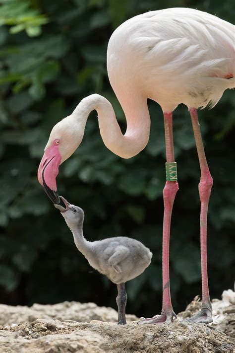 Zoo Vienna Has Tons Of Pink Flamingo Chicks Flamingo Beautiful