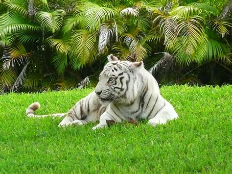 Filewhite Bengal Tiger Miami Metrozoo