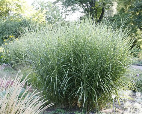 Wie der name es verrät tatsächlich eine grazie unter den ziergräsern: Silber-Chinaschilf pflanzen und pflegen - Mein schöner Garten